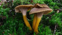 Pozdní houbařská radost: liška nálevkovitá roste, i když jiné houby mizí