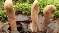 Kyjak obrovský: jak ho poznat v bučině a proč plete houbaře