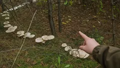 Proč houby rostou do kruhu: jednoduché vysvětlení jevu, který mate houbaře