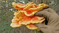 Houba, která vypadá jako kus masa: sírovec žlutooranžový – kdy ho sbírat a jak ho připravit