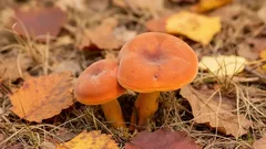 Jak na ryzec pravý: jisté poznávací znaky, správný strom a tipy do kuchyně