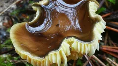 Šťavnačka mrazová: pozdní houba, která roste i po prvních mrazících