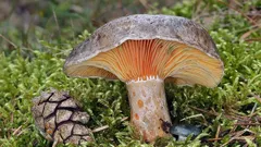 Nejčastější záměny ryzce osmahlého: na co se dívat při řezu a na lupenech