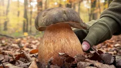 Jak odlišit hřib bronzový od praváků: klobouk, síťka, dužina a časté záměny