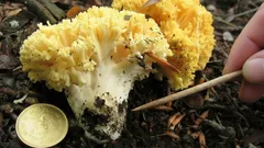 Zářivě žlutá houba jako korál: kdy a kde rostou kuřátka žlutá a na co si dát pozor