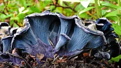 Tmavě purpurová záhada v mechu: jak poznat modrou (černou) lišku a kdy ji raději nechat být